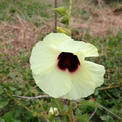 Hibiscus diversifolius (Swamp Hibiscus) at Thirroul, NSW - 4 Nov 2024 by plants