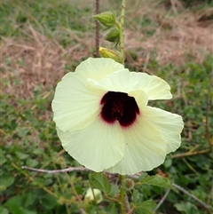 Hibiscus diversifolius (Swamp Hibiscus) at Thirroul, NSW - 3 Nov 2024 by plants