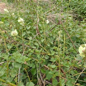 Hibiscus diversifolius at Thirroul, NSW - 4 Nov 2024