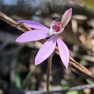 Caladenia carnea at Glen Allen, NSW - 3 Nov 2024