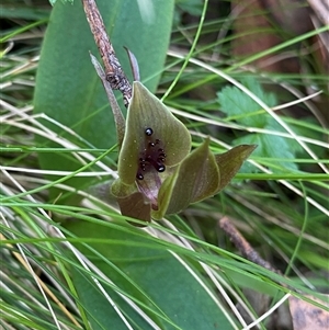 Chiloglottis valida at Glen Allen, NSW - 3 Nov 2024