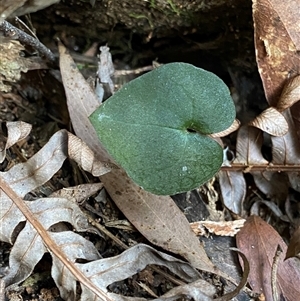 Acianthus sp. at Glen Allen, NSW - 3 Nov 2024