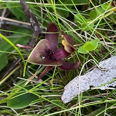 Chiloglottis valida (Large Bird Orchid) at Tantawangalo, NSW - 3 Nov 2024 by NedJohnston