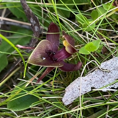 Chiloglottis valida at Tantawangalo, NSW - 3 Nov 2024 by NedJohnston