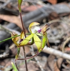 Caladenia hildae (Golden Caps) at Glen Allen, NSW - 3 Nov 2024 by NedJohnston