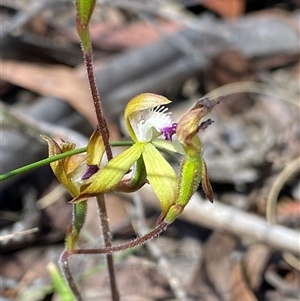 Caladenia hildae at suppressed - suppressed