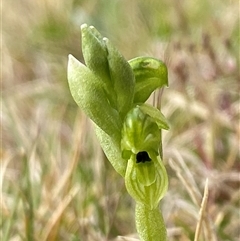 Hymenochilus clivicola (Mountain black-tip greenhood) at Tantawangalo, NSW - 4 Nov 2024 by NedJohnston