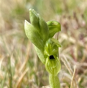 Hymenochilus clivicola at Tantawangalo, NSW - 4 Nov 2024