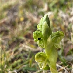 Hymenochilus clivicola at Tantawangalo, NSW - 4 Nov 2024