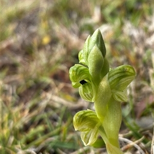 Hymenochilus clivicola at Tantawangalo, NSW - suppressed