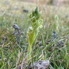 Hymenochilus clivicola at Tantawangalo, NSW - suppressed