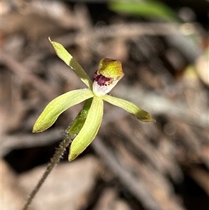 Caladenia transitoria at Glen Allen, NSW - 3 Nov 2024