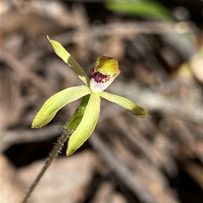 Caladenia transitoria (Green Caps) at Glen Allen, NSW - 3 Nov 2024 by NedJohnston