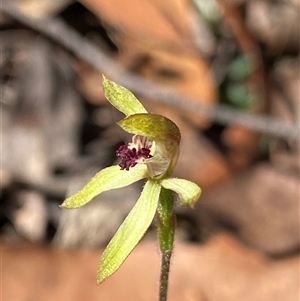 Caladenia transitoria at Glen Allen, NSW - 3 Nov 2024