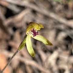 Caladenia transitoria at Glen Allen, NSW - 3 Nov 2024