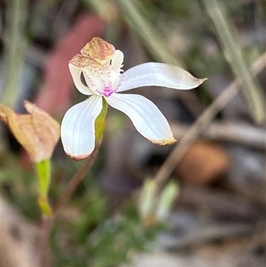 Caladenia moschata at Tinderry, NSW - 4 Nov 2024