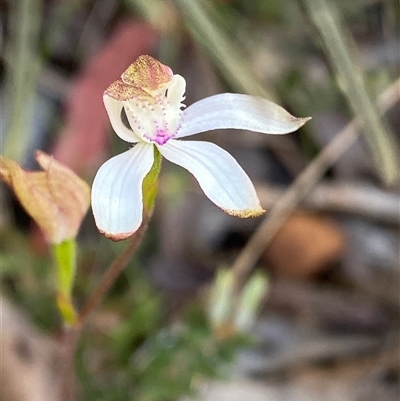 Caladenia moschata (Musky Caps) at Tinderry, NSW - 4 Nov 2024 by NedJohnston