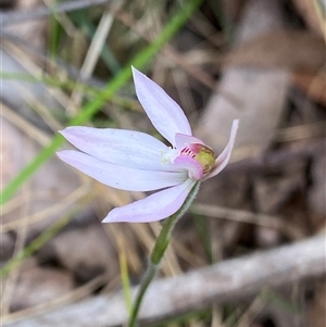 Caladenia carnea at Glen Allen, NSW - suppressed