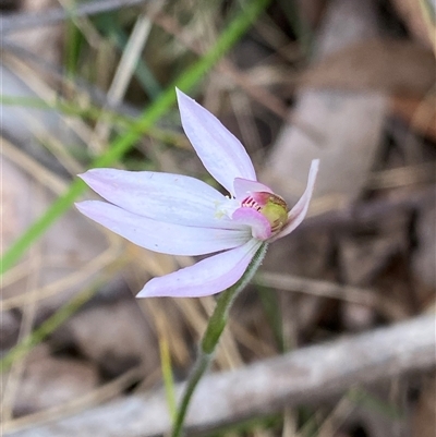 Caladenia carnea (Pink Fingers) at Glen Allen, NSW - 4 Nov 2024 by NedJohnston