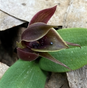 Chiloglottis valida at Glen Allen, NSW - 4 Nov 2024