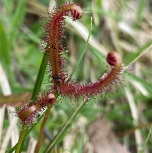 Drosera binata at Glen Allen, NSW - 4 Nov 2024