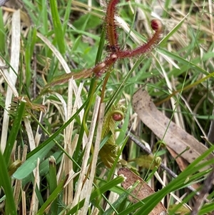 Drosera binata at Glen Allen, NSW - 4 Nov 2024