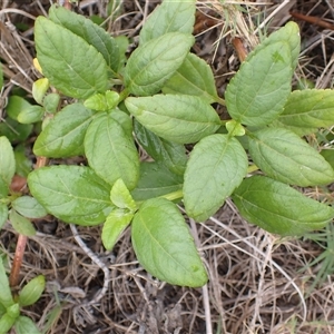 Wollastonia uniflora (Beach Sunflower) at Bellambi, NSW by plants