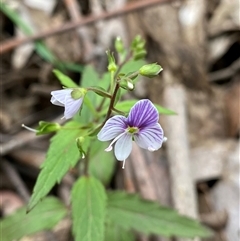 Veronica notabilis (Forest Speedwell) at Glen Allen, NSW - 4 Nov 2024 by NedJohnston