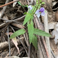 Veronica notabilis at Glen Allen, NSW - 4 Nov 2024