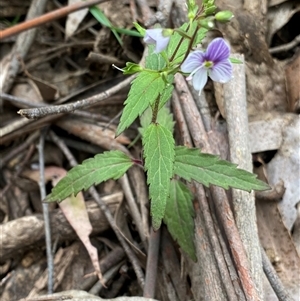 Veronica notabilis at Glen Allen, NSW - 4 Nov 2024