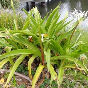 Crinum pedunculatum at suppressed - suppressed