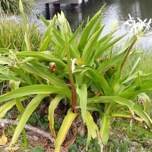 Crinum pedunculatum (Swamp Lily, River Lily, Mangrove Lily) at East Corrimal, NSW by plants