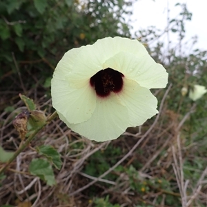 Hibiscus diversifolius at East Corrimal, NSW - 4 Nov 2024