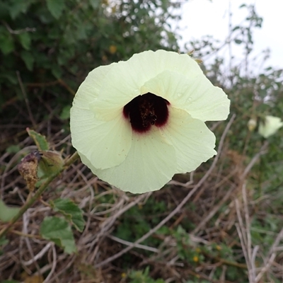 Hibiscus diversifolius (Swamp Hibiscus) at East Corrimal, NSW - 4 Nov 2024 by plants