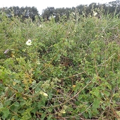 Hibiscus diversifolius at East Corrimal, NSW - 4 Nov 2024 12:30 PM
