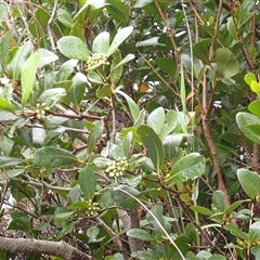 Aegiceras corniculatum (River Mangrove) at East Corrimal, NSW - 4 Nov 2024 by plants