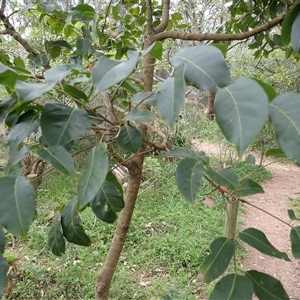 Euroschinus falcatus (Ribbonwood) at North Wollongong, NSW by plants