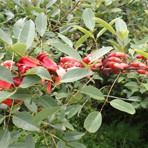 Erythrina crista-galli (Cockspur Coral Tree) at North Wollongong, NSW by plants