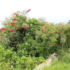 Erythrina crista-galli at North Wollongong, NSW - 4 Nov 2024