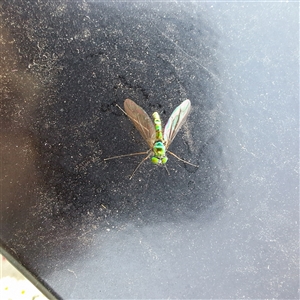 Dolichopodidae (family) at Taylor, ACT - 4 Nov 2024 07:26 PM