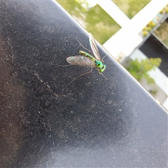 Dolichopodidae (family) at Taylor, ACT - 4 Nov 2024