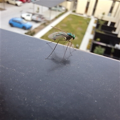 Dolichopodidae (family) at Taylor, ACT - 4 Nov 2024