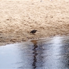 Butorides striata (Striated Heron) at North Wollongong, NSW - 4 Nov 2024 by plants