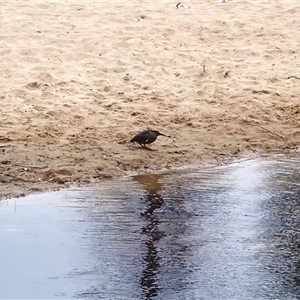 Butorides striata (Striated Heron) at North Wollongong, NSW by plants