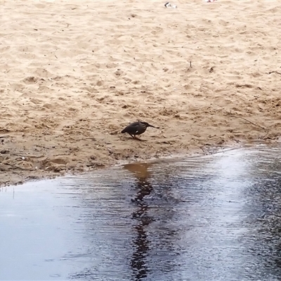 Butorides striata (Striated Heron) at North Wollongong, NSW - 4 Nov 2024 by plants