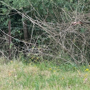 Malurus lamberti at Brownlow Hill, NSW - suppressed