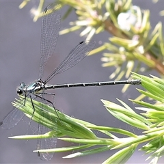 Austroargiolestes icteromelas (Common Flatwing) at Wodonga, VIC - 4 Nov 2024 by KylieWaldon