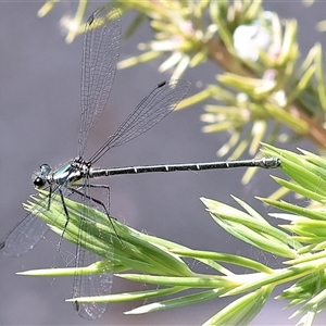 Austroargiolestes icteromelas at Wodonga, VIC by KylieWaldon