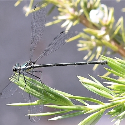 Austroargiolestes icteromelas (Common Flatwing) at Wodonga, VIC - 4 Nov 2024 by KylieWaldon