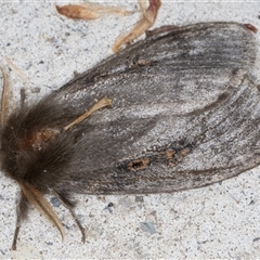 Leptocneria reducta (White Cedar Moth) at Melba, ACT - 2 Nov 2024 by kasiaaus